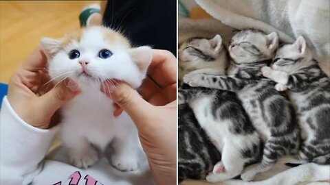 Lovely Super Cute Kittens In The World #8 | Cute VN