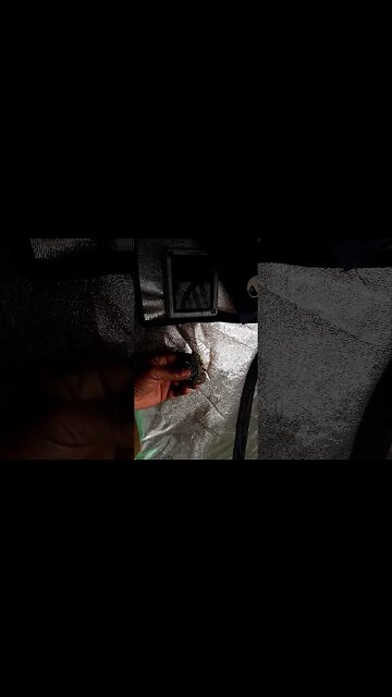 50s or winter storm#shorts