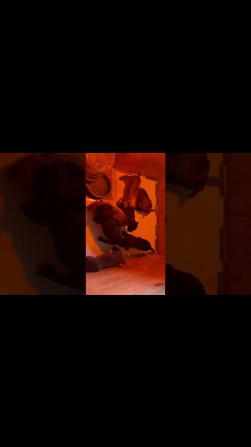 6 week old Cane Corso puppies