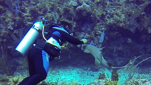 Baby nurse shark wants to be pet