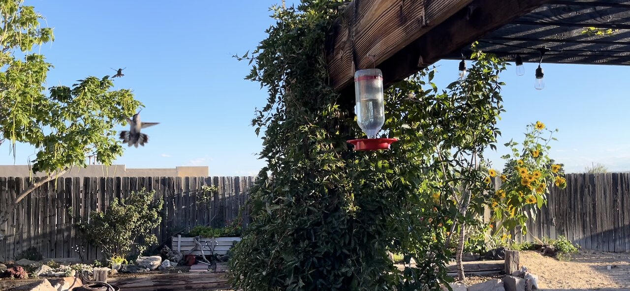 Hummingbirds battling today.