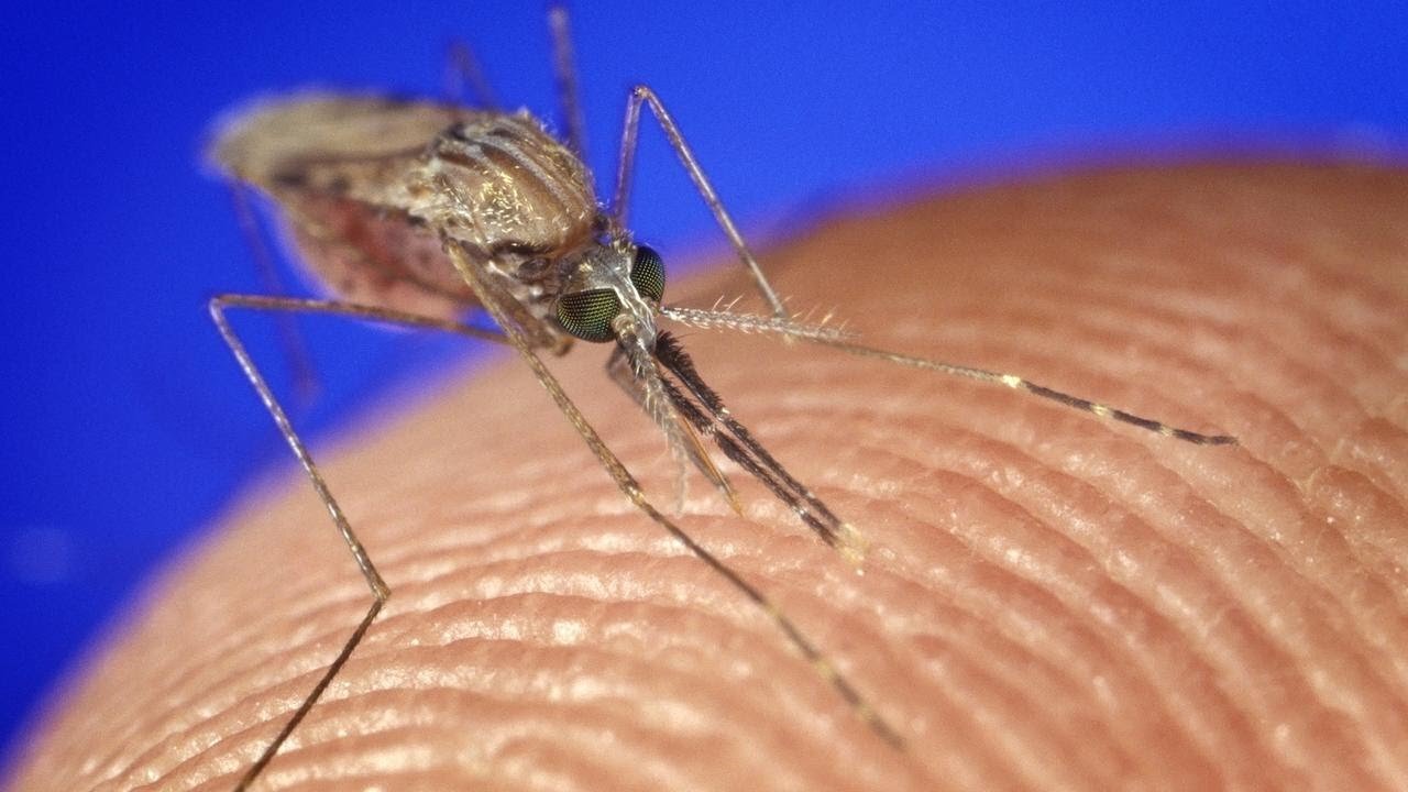 Mosquitos could spread more disease in the U.S. as their season gets longer