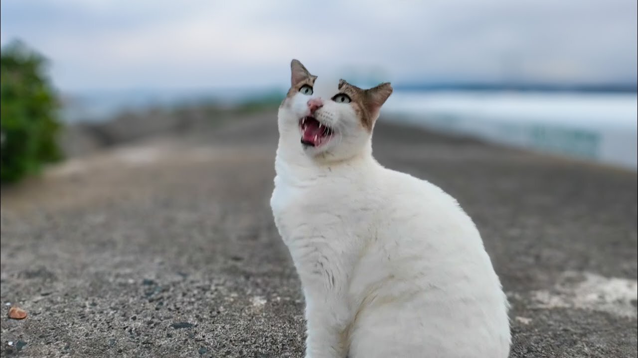 The cat on the breakwater is so cute, it responds when you pet it