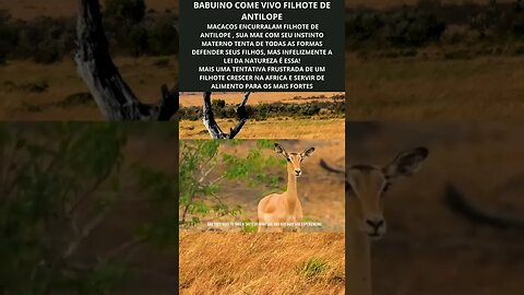 Babuino come vivo filhote de antilope na frente de sua mãe