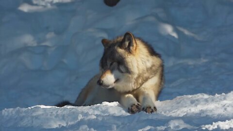 Beautiful nature covered with snow and tranquility of animals HD 3