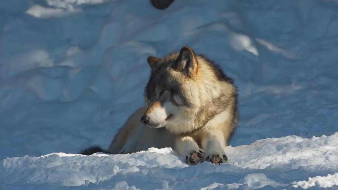 Beautiful nature covered with snow and tranquility of animals HD 3