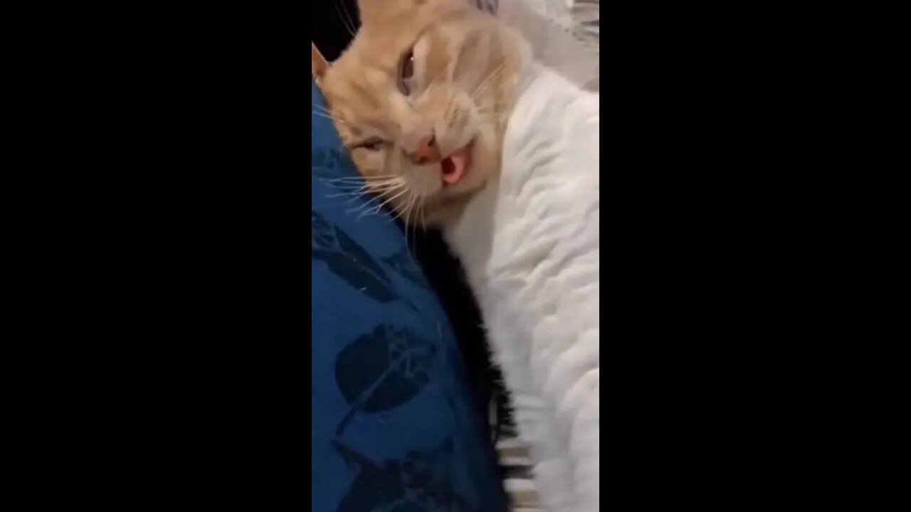 The Funniest Cats and Dogs - Funny Animal Videos