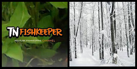 TNFISHKEEPER.COM™ 🐠 REMEMBERING THE SNOW OF EARLY 2024! #WEATHER #KNOXVILLE #TNFISHKEEPER