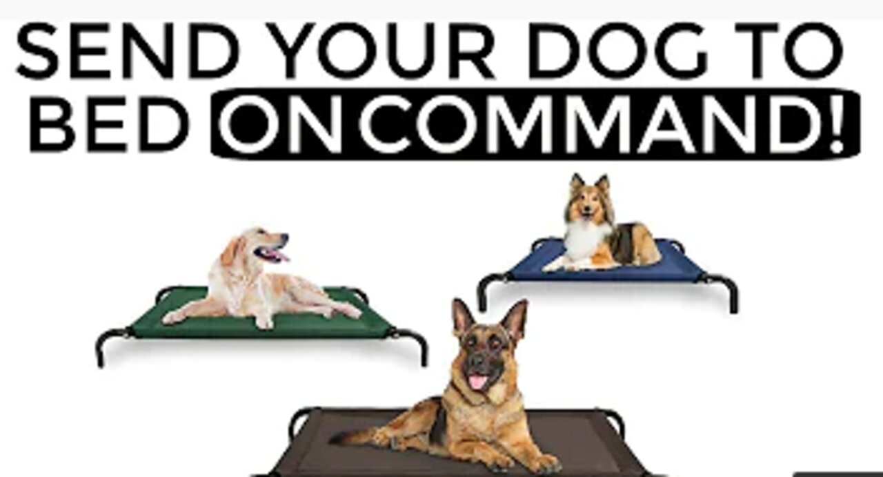 How to teach your dog to go to their bed ON COMMAND- The easiest dog training process