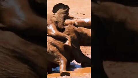 Cute Baby Elephants Playing In Mud