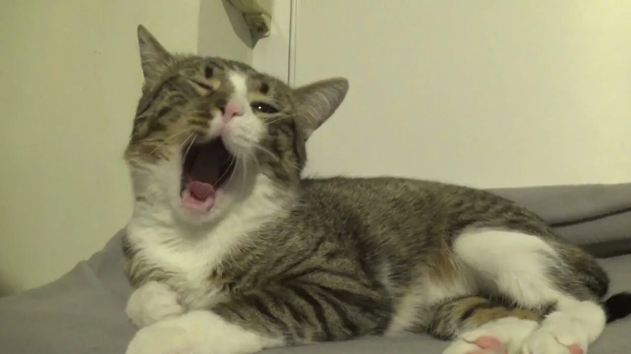 Purring Kitten Keeps Yawning