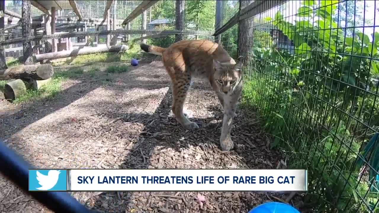 Rare big cat's life threatened by sky lantern