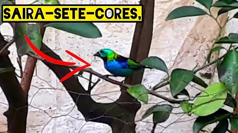 Saira sete cores em busca de comida