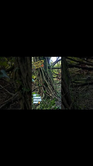 Haunting Trees🪸 #spooky #haunting #creepy #trees #nature #exploring #naturelovers #tree #outdoors