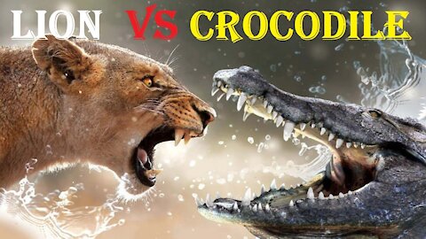 BIG CATS FACES CROCODILE