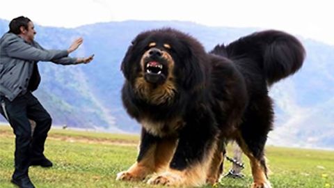 20 Of The World's Largest Dog