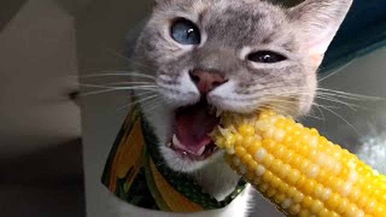 FUNNIEST Animals Eating 😲 😂 | Best Pets Compilation