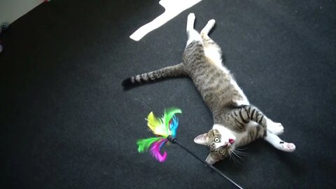 Can You Catch the Cat Toy