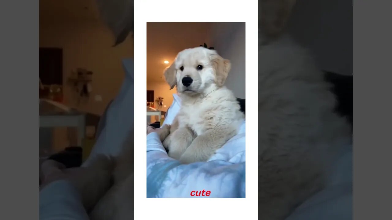 #shorts cute puppy's reaction...