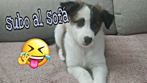 🐶Cute Puppies Doing Funny Things 2020 ❤️
