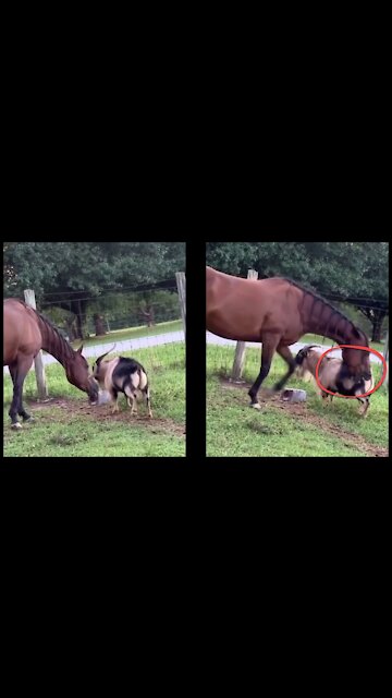 Horse bites annoying goat in the ass - Try not to laugh