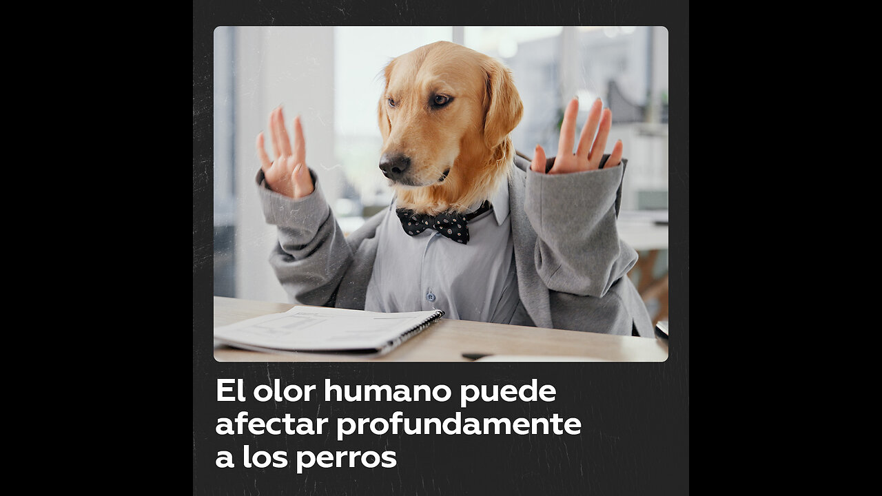 El estrés de los humanos puede afectar a los perros a través del "aire"