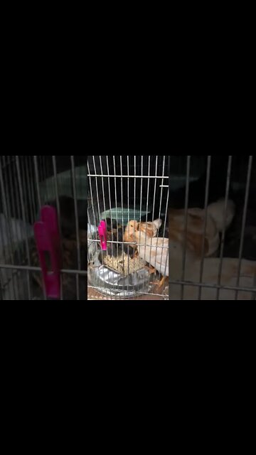 De-stressing newly arrived baby chicks