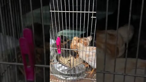 De-stressing newly arrived baby chicks