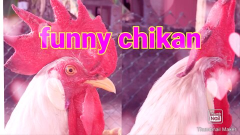 Funny chicken