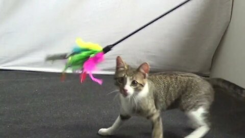 Small Wild Cat Plays With Teaser Toy