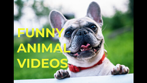 Best Funny Animal Videos of 2022 | Funny Farm and Wild animals