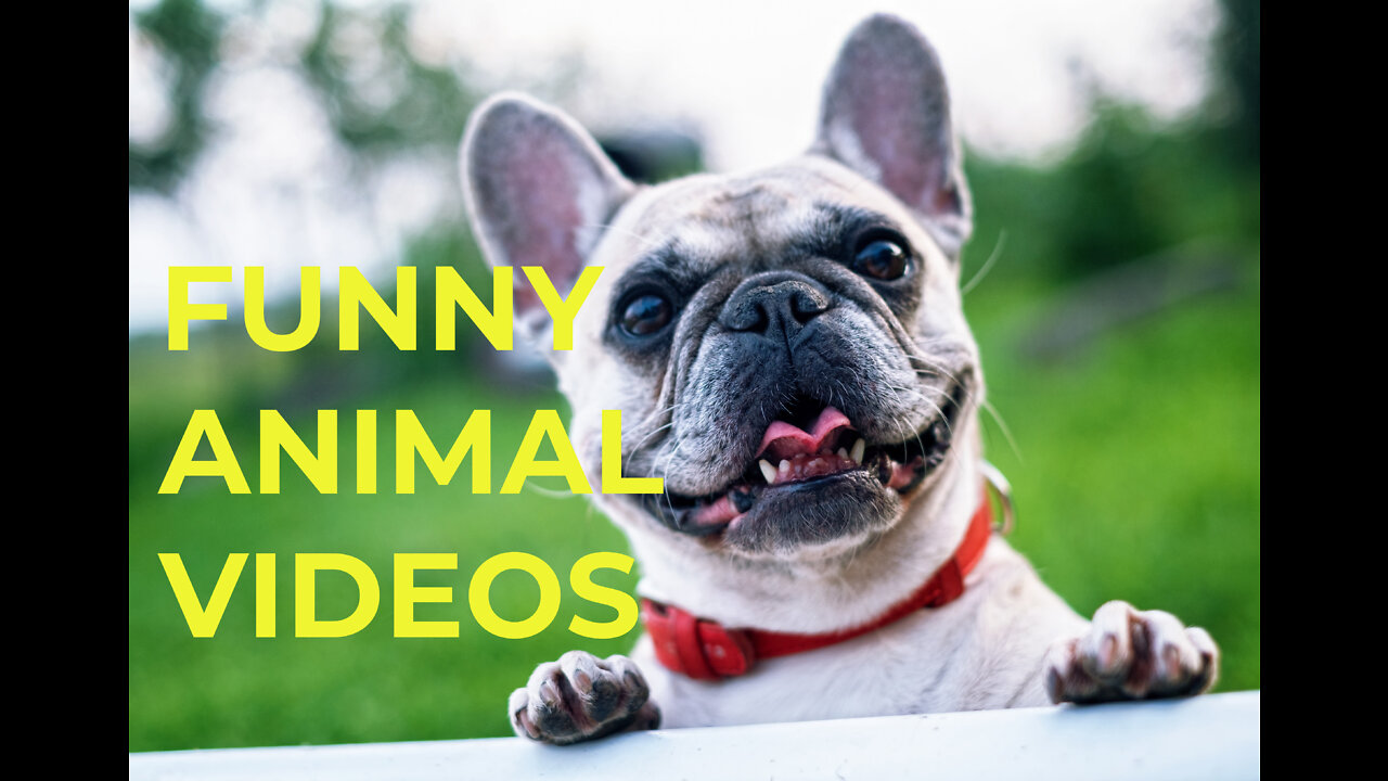 Best Funny Animal Videos of 2022 | Funny Farm and Wild animals