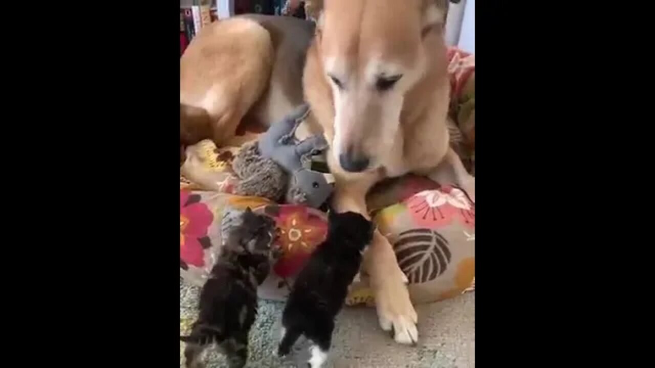 Dog and kittens