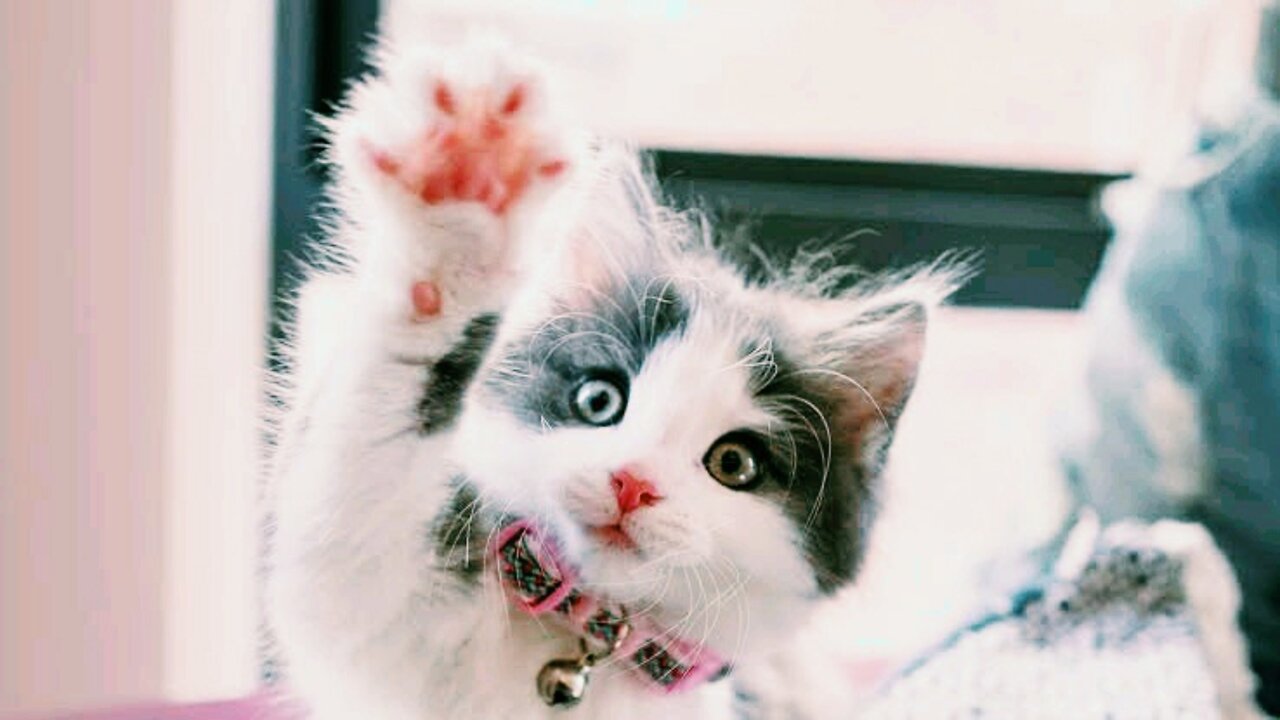 Cute Funny Cats๐
๐ฅฐ๐