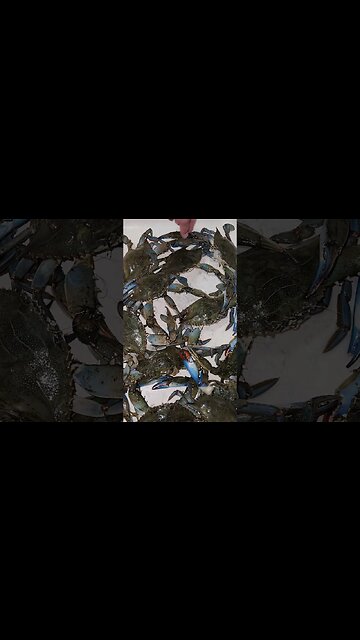 More Jumboes ready to steam!! #bluecrab #NYC #foraging