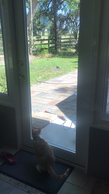 Pileated Woodpecker Torturing Simon