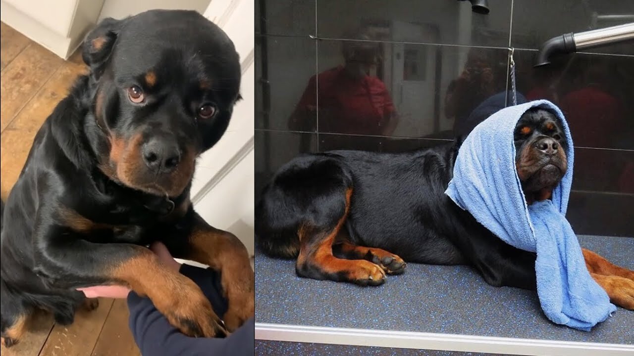 Rottweilers being Wholesome [Funny Rottweiler Compilation]