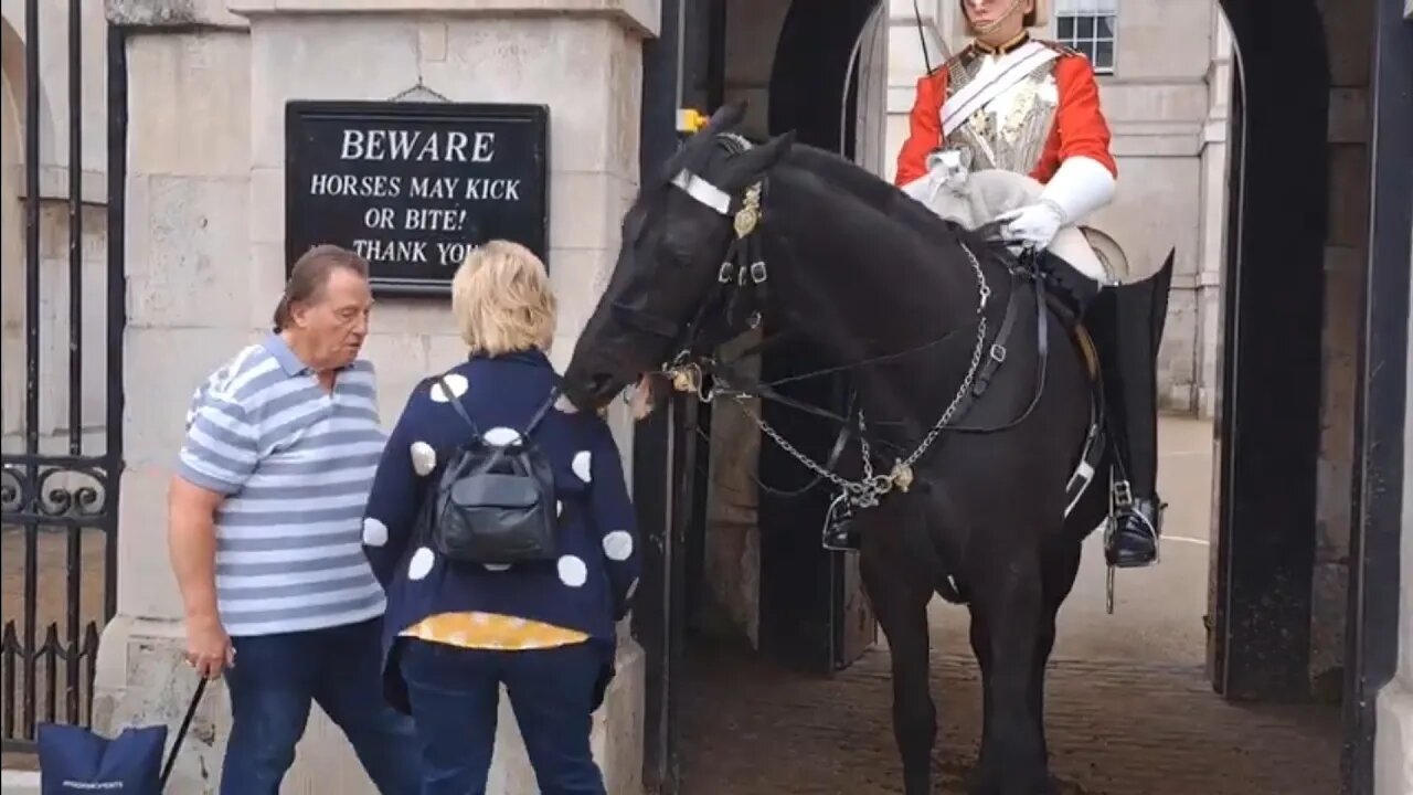 Horse bites The back of tourist #horseguardsparade
