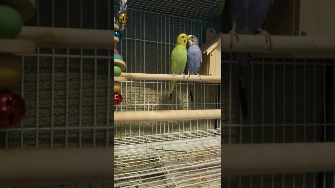 Budgies I Would Do Anything For Love 💜💗💝 #budgies #shorts #youtubeshorts #animallover #parrots