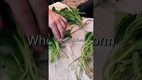 How To Dry Herbs