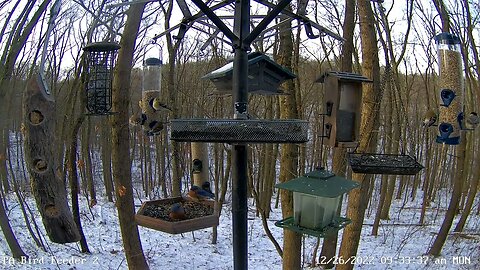 Bluebirds return to PA Bird Feeder 2 12/26/2022