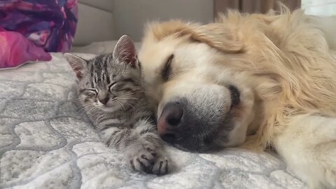 Golden Retriever and Baby Kitten fall asleep together for the First Time