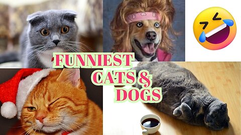 2023's Funniest Cats and Dogs Compilation 🐱🐶 Try Not To Laugh