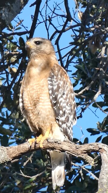 Red-shouldered Hawk🐦Bird of Prey On Duty