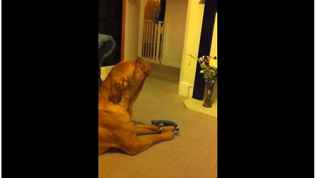 Talented Dog Loves Singing His Favorite Song