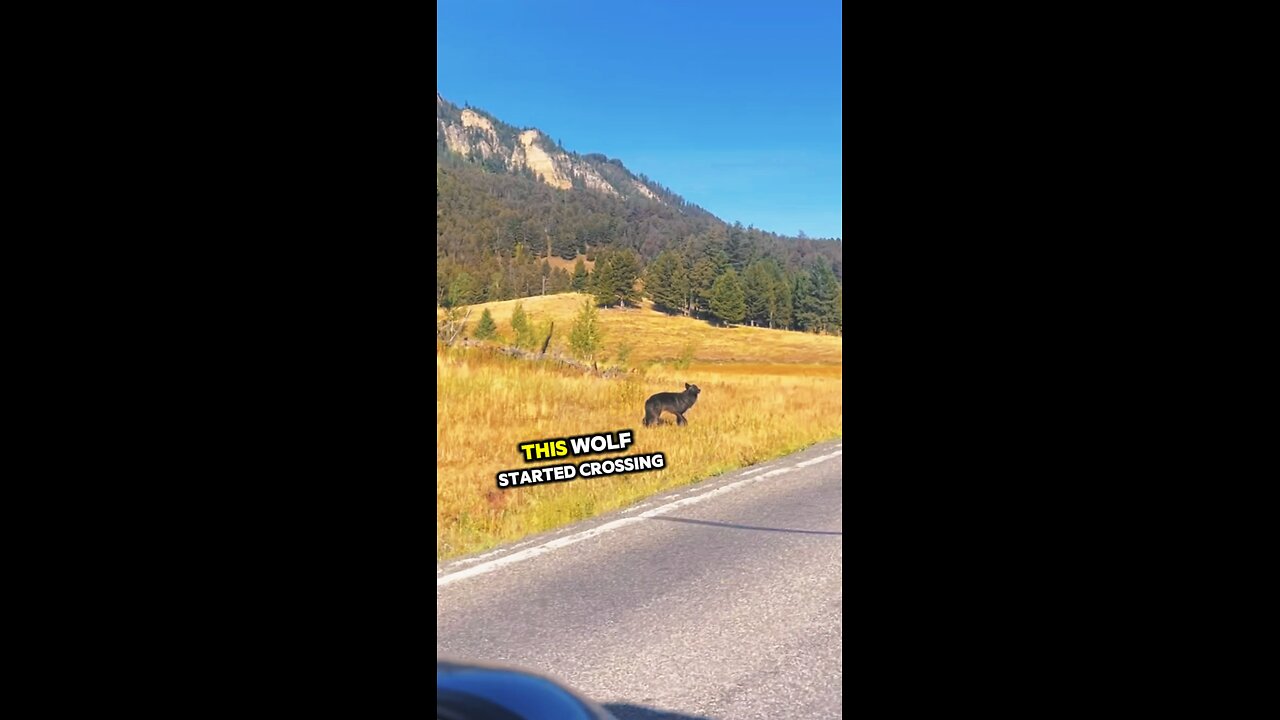 wolf crossing the road..😳