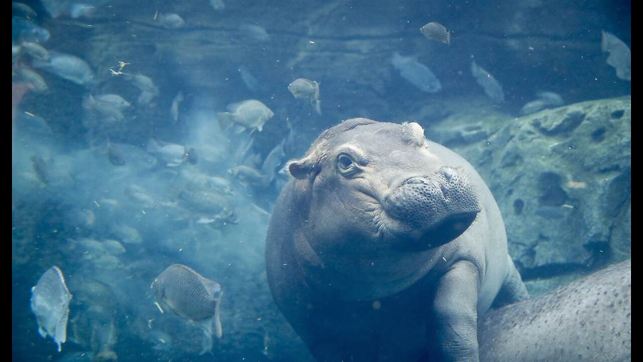 Thailand Has a New Baby Pygmy Hippo, and It's Stinkin' Adorable