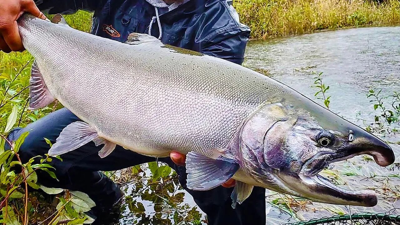 Coho TWITCHING & Spinner FISHING Beatdown!