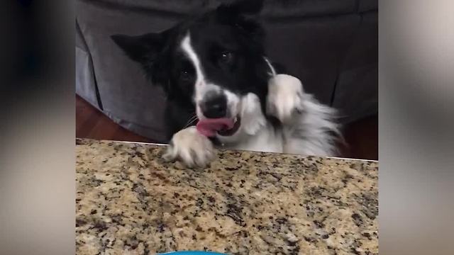 Adorable Dog VS Moving Bagel