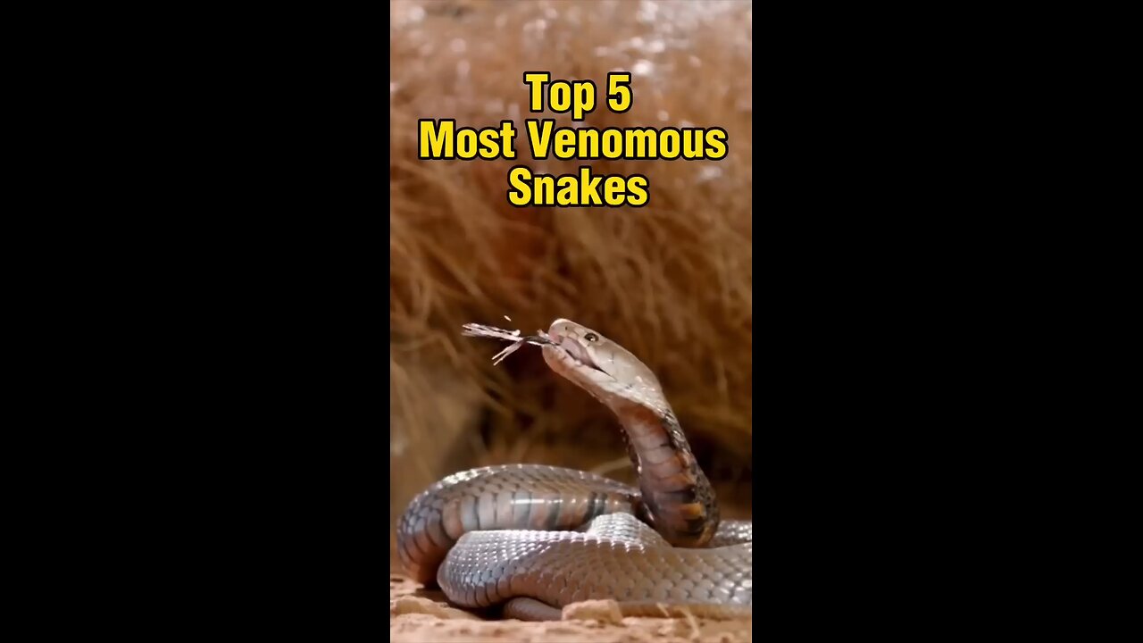 Top 5 Most Venomous Snakes In The World #snakes #shorts.mp4